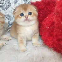 بچه گربه های گلد شعبه اصلی|گربه|بوشهر, |دیوار