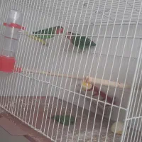 کوتوله برزیلی