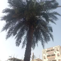 بریدن انواع درختان ونخل هرسکاری اره بالابر چمن نی|خدمات باغبانی و درختکاری|اهواز, پادادشهر|دیوار