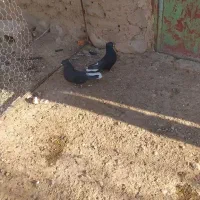 دم سفید|پرنده|فسا, |دیوار