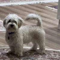 واگذاری سگ پودل مالتیز