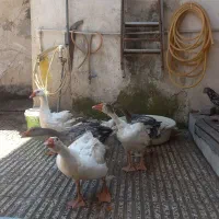 شیش تا غاز