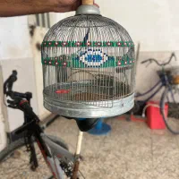 قفس طرقه