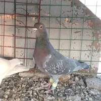 پرنده|پرنده|اسفراین, |دیوار