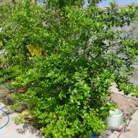 فروش ویلایی باغ