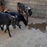 سلام فروش هفت عددبز|حیوانات مزرعه|دالاهو, |دیوار