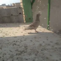 طلایی نر چش نوک سفید کاکل میخ|پرنده|اهواز, لشکرآباد|دیوار