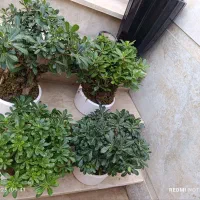 باباادم|گل و گیاه طبیعی|نیشابور, شهید بهشتی|دیوار