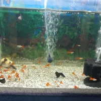 آکواریوم و کوپی|ماهی|قم, شاه ابراهیم|دیوار