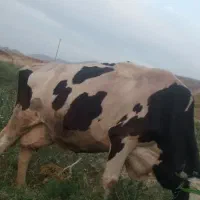 گاو شیری گوشتی