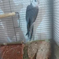 عروس هلندی وایت فیس