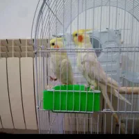 عروس هلندی لوتینو