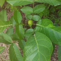 نهالستان دماوند|خدمات باغبانی و درختکاری|میاندوآب, |دیوار