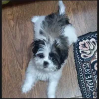 واگذاری سگ شیتزو همراه با وسایل