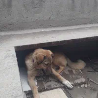 سگ سرابی توله