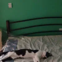 گربه سیاه با گردن سفید و زیر بدن سفید