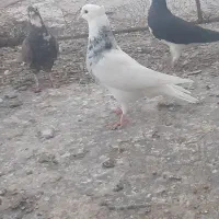فروش ۱۱ عدد کبوتر پرشی