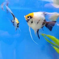 آکواریوم پرت فیش|ماهی|اهواز, ۲۴ متری|دیوار