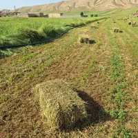 یونجه