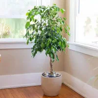 راهنمایی میکنم