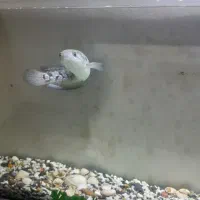 چانا آسیا با آکواریومش|ماهی|تهران, تهرانپارس شرقی|دیوار