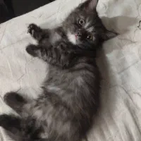 گربه اسکاتیش بریتیش