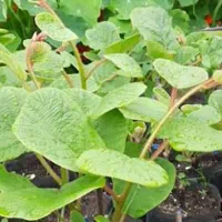 نهال کیوی برای قلم