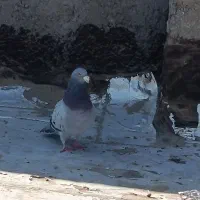 یک جفت کفترسبزومگس|پرنده|زاهدان, |دیوار