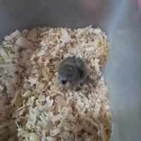 جوجه سرلاکی برزیلی