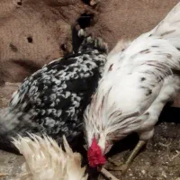 تخم نطفه دار گلین|حیوانات مزرعه|قم, بکایی|دیوار