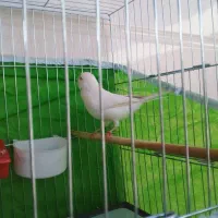 یک جفت قناری سفید سرحال و شاداب