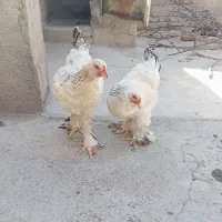 مرغ خروس برهما