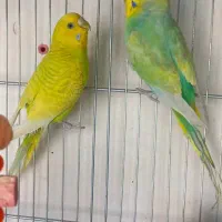 مرغ عشق فنچ عروس هلندی