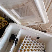 دستگاه جوجه کشی|لوازم جانبی حیوانات|مرودشت, استادیوم|دیوار