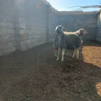 بره قوچ|حیوانات مزرعه|قلقل رود, |دیوار