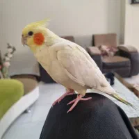 گمشده عروس هلندی محدوده شهرک هما نهج البلاغه