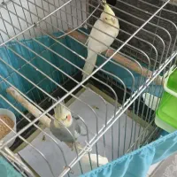 عروس هلندی مولد با جوجه