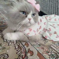 رگدال ماده