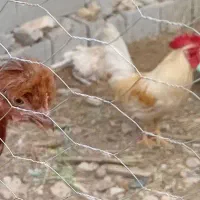 خروس