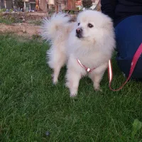 پامر  روبای