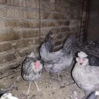 مرغو خروس گلین مشکی و طوسی|حیوانات مزرعه|قم, یزدانشهر|دیوار