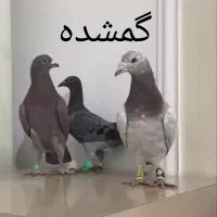 سار و سبز گم شده