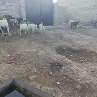 بزغاله نر حراج شده