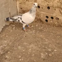 ۳ تا گرفتنی|پرنده|نیشابور, فردوس شمالی|دیوار