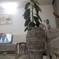 گل فیکوس