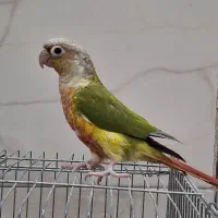 گرینچیک آناناسی