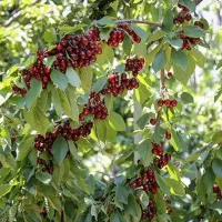 باغ-میوه-در-اهنگرک-میگون