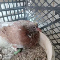 جوجه کبوتر|پرنده|کرج, اسلام‌آباد|دیوار