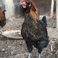 فروش خروس سلطان جوان 5ماهه|حیوانات مزرعه|اصفهان, شهرک میلاد|دیوار