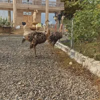 شتر مرغ نرو ماده